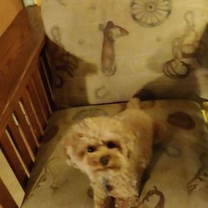 Meet your Posher, Cindy